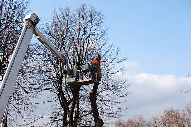 Best Tree Health Inspection  in Bloomington, IL